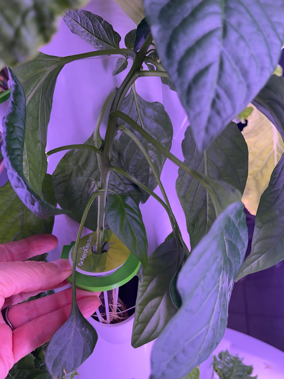 Aerogarden Juice Plus+ Tower Garden,  Grow Pot Round Cover Lid  TowerGarden Cover Adapter, USA Made, 3D Printed, PETG (P