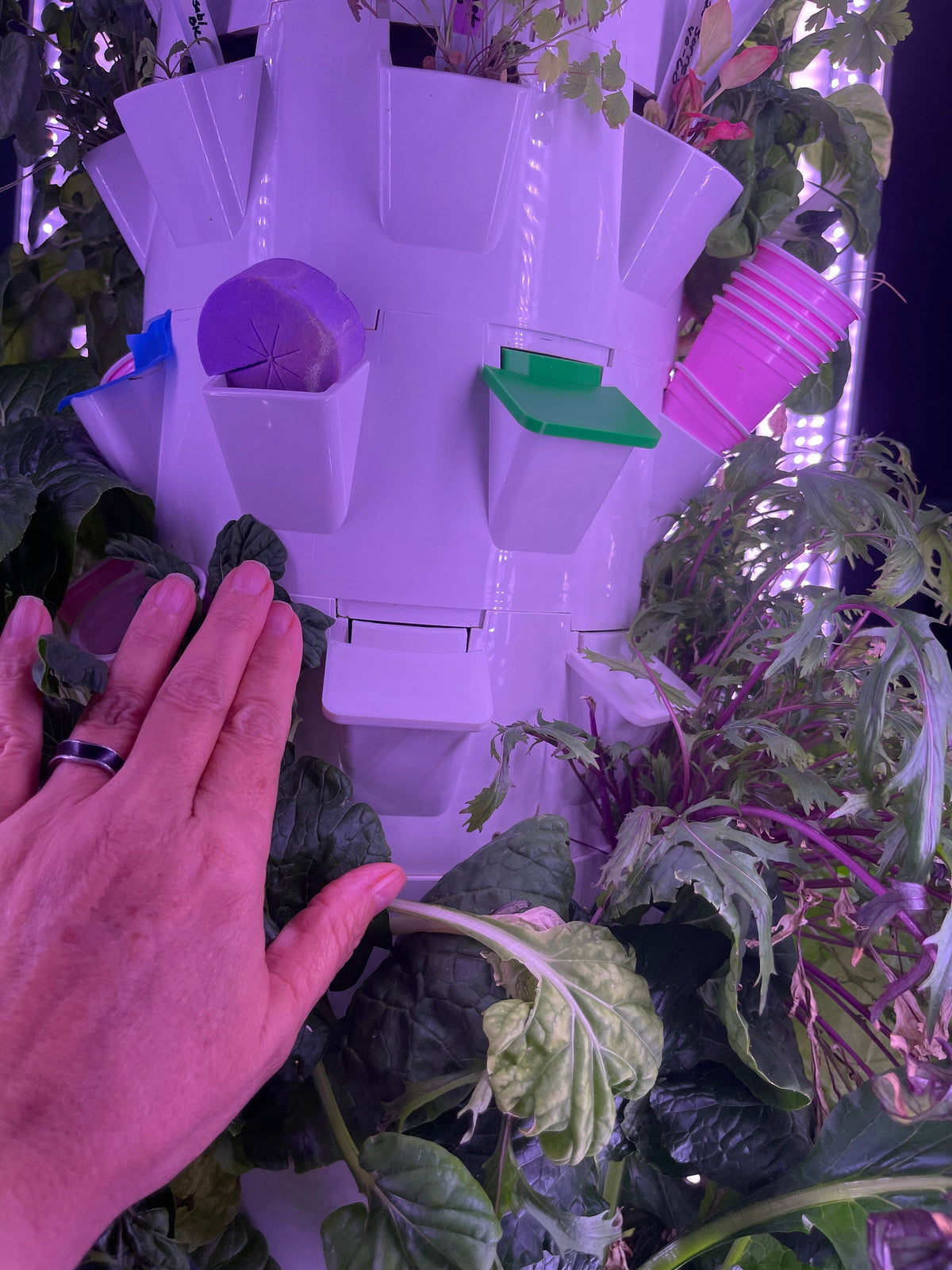 Baby Greens Square Cover Juice Plus+ Tower Garden Towergarden, Flex Home Unit Lid, USA Made, 3D Printed, PETG (Package o